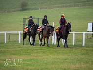 AK181121-45 - Who Dares Wins, Blame It On Sally & Sceau Royal